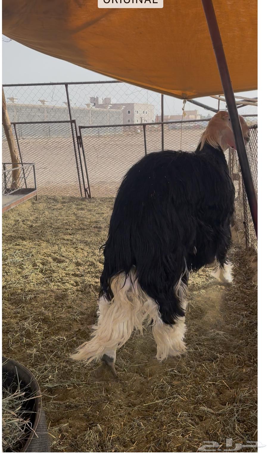 فحل صنف64375902347905114