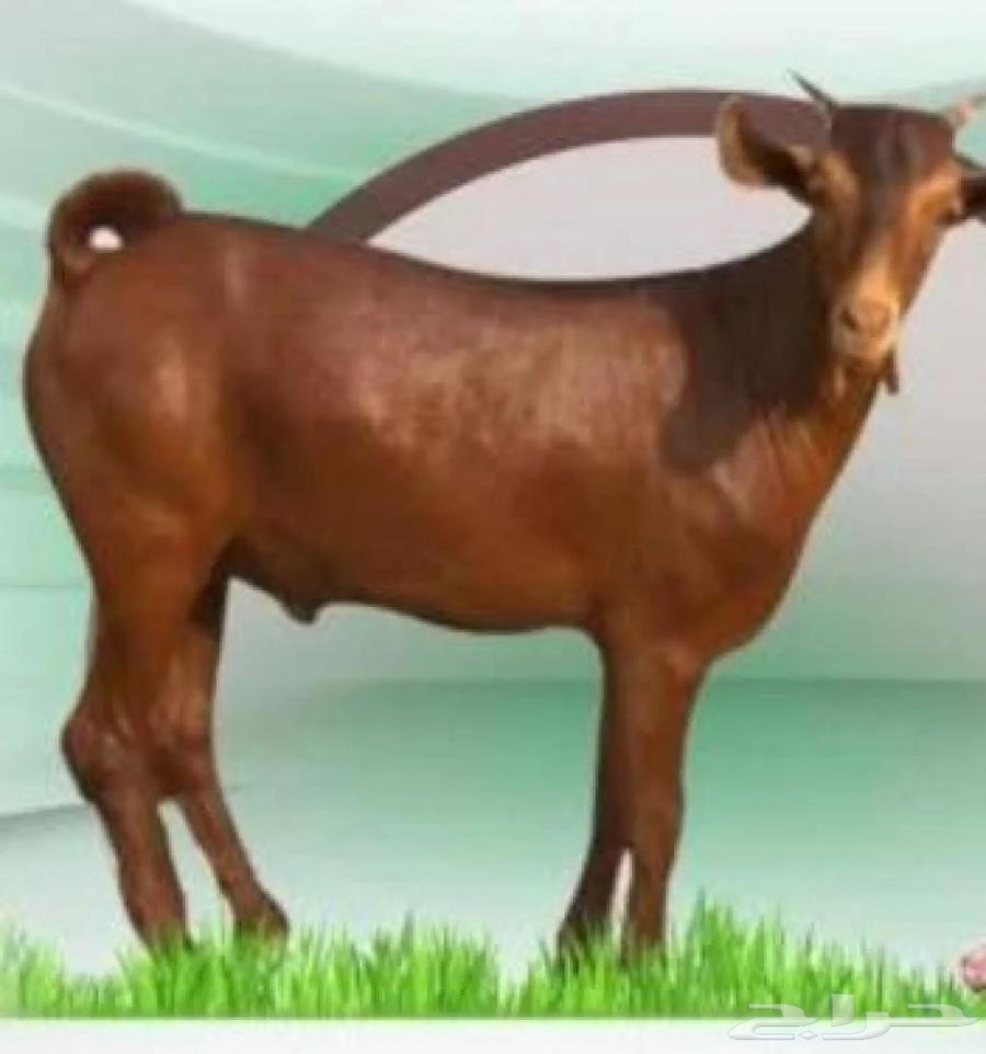Marah Saud Al-Qahtani, we have goats and free sheep64368674150275111