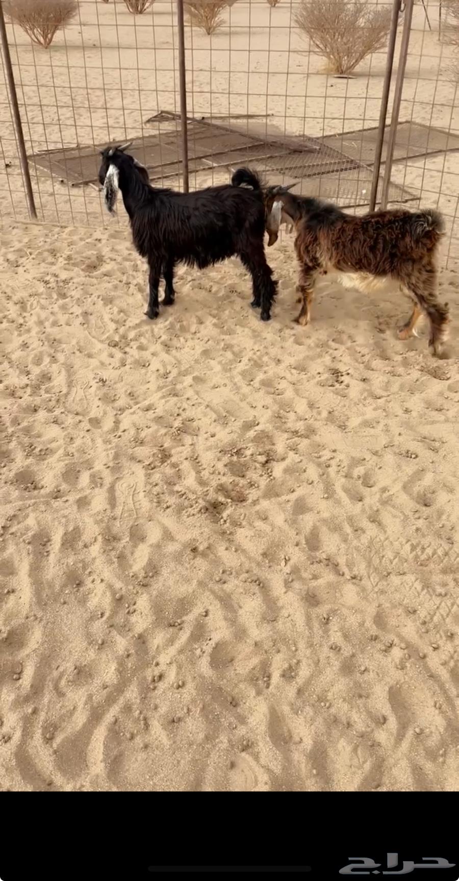 للبيع تيوس64365454623873111