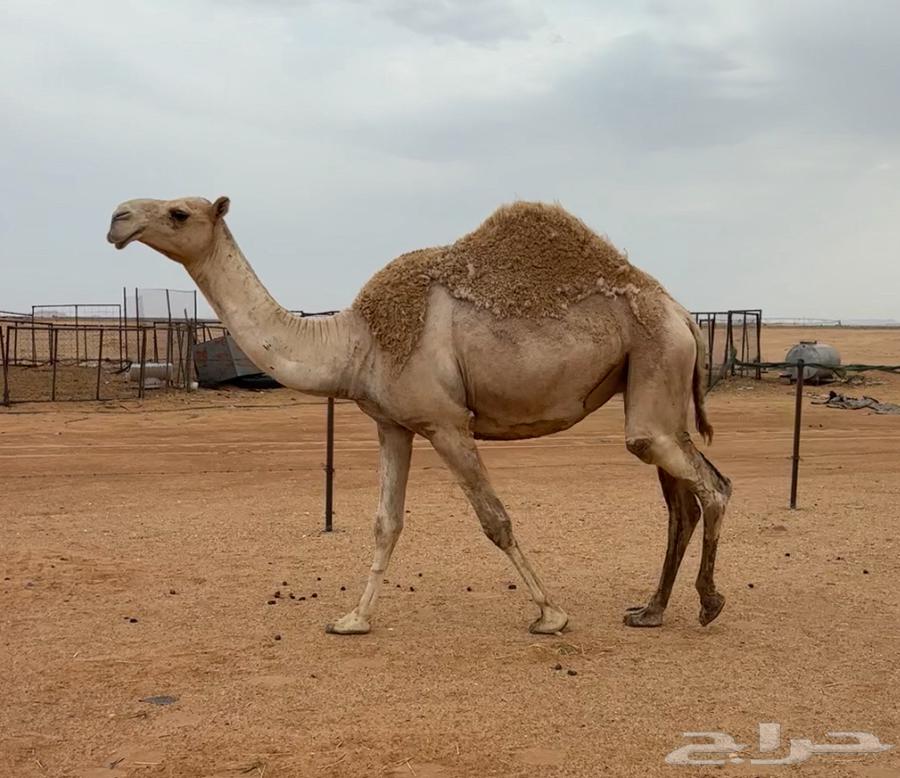 بكره ثنيه لقحه64373356743809110