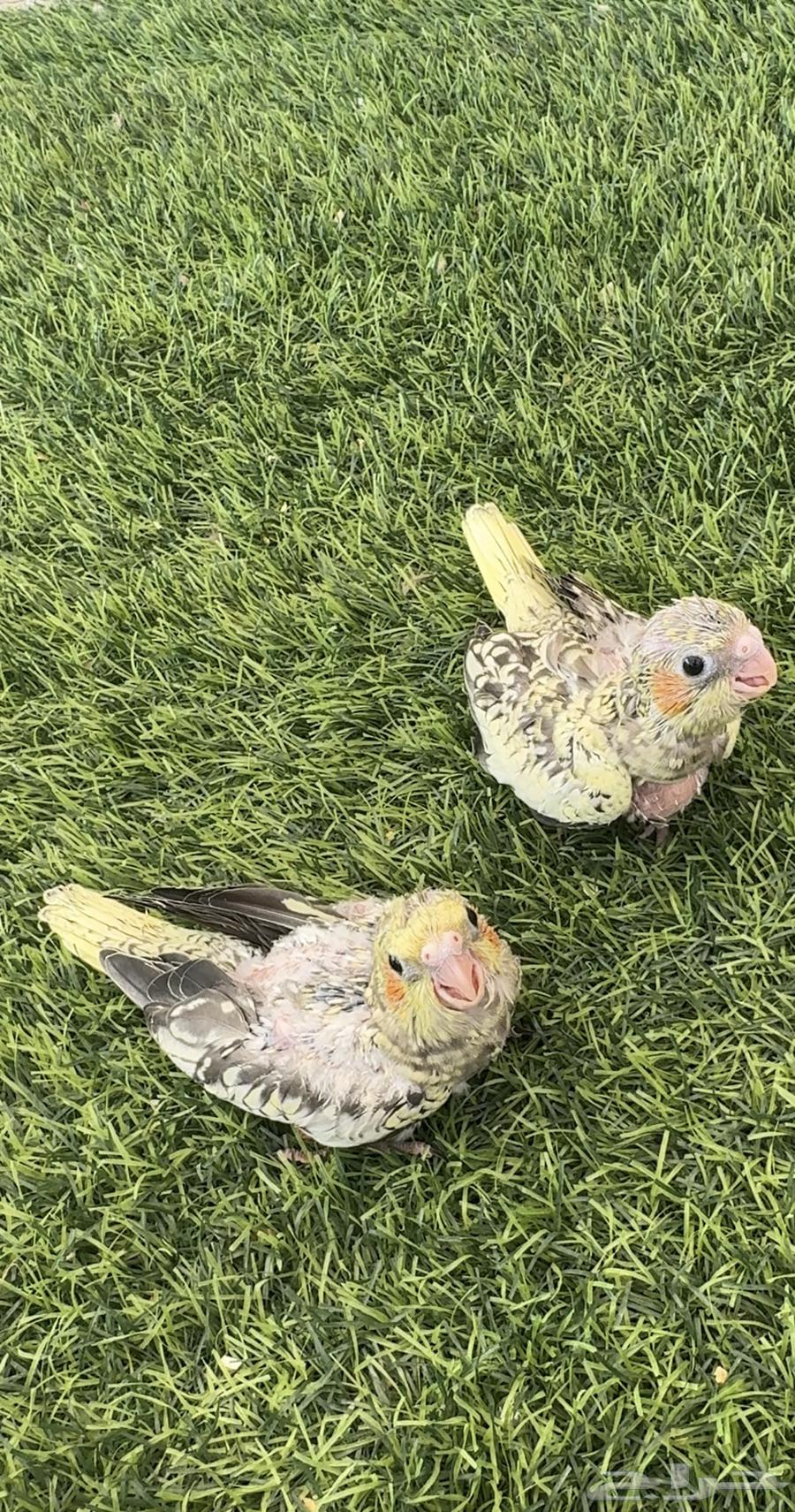 فروخ كروان64366967483138111