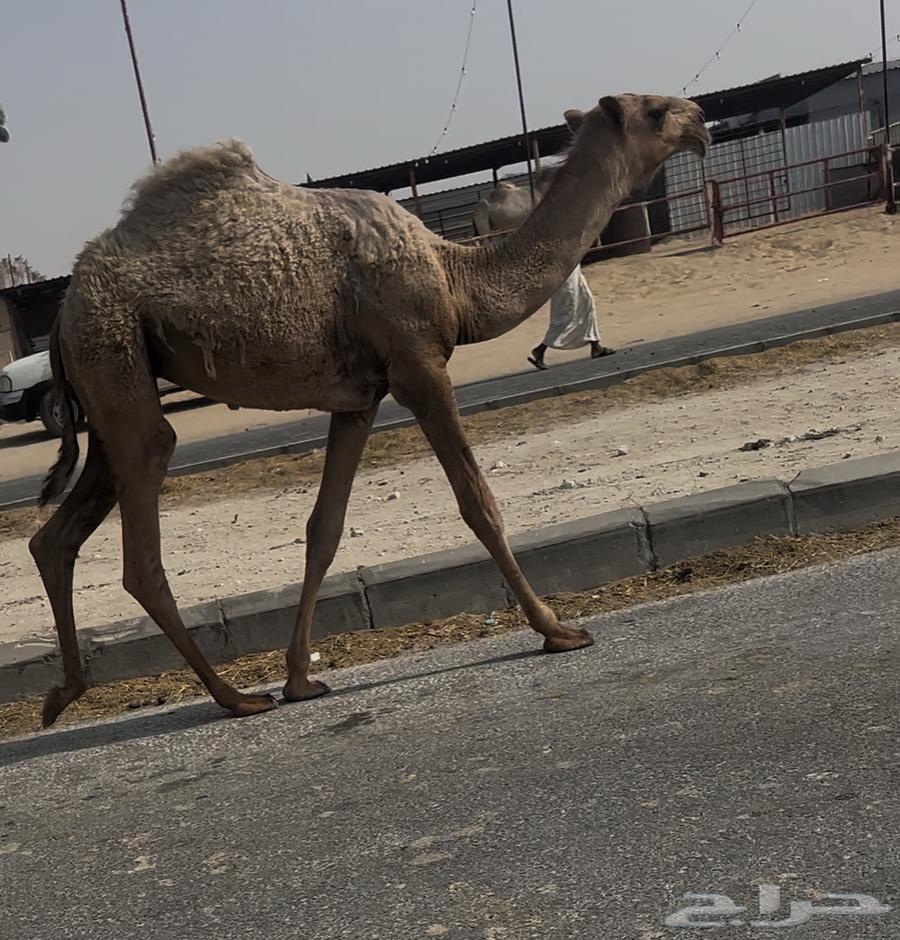 Ashra64372419868675112