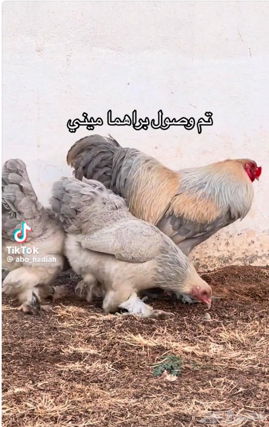 Brahma Mini External (Imported) and Production64374685627523111