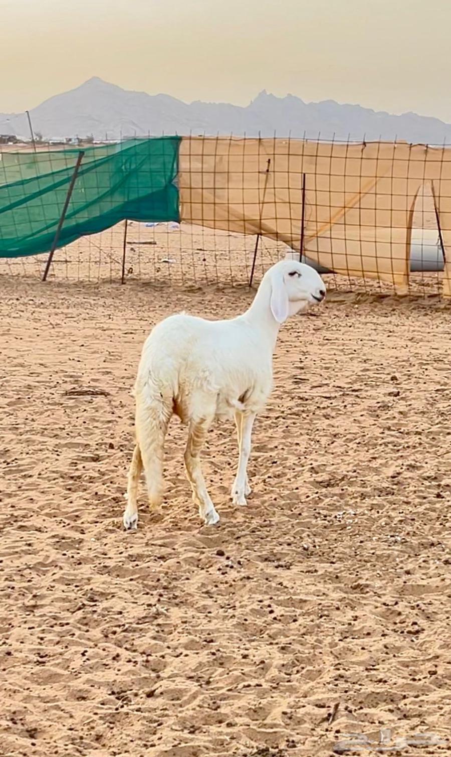 رخل سواكن ابيض64366041921411111