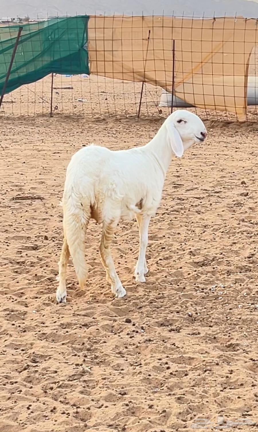 رخل سواكن ابيض64366041921411110