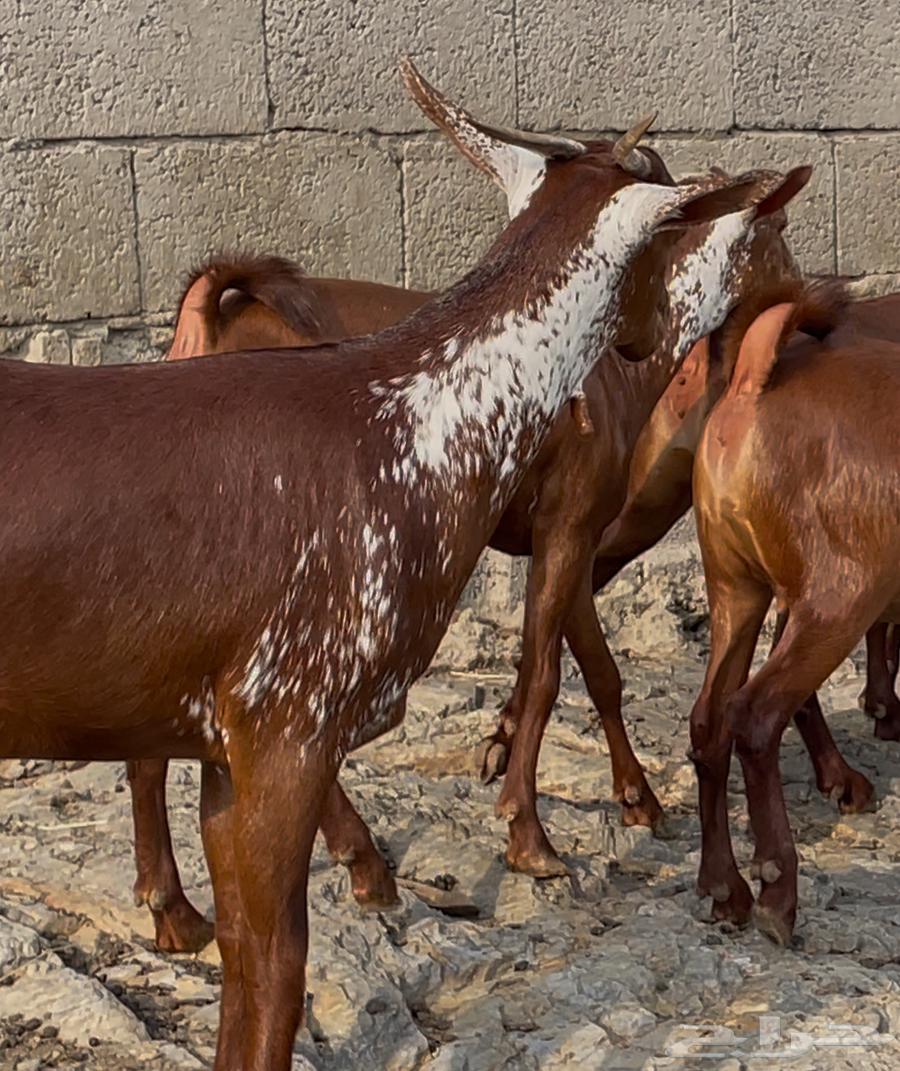 Goats, ten of the finest quality, God has willed, the sale is complete64371307059841110