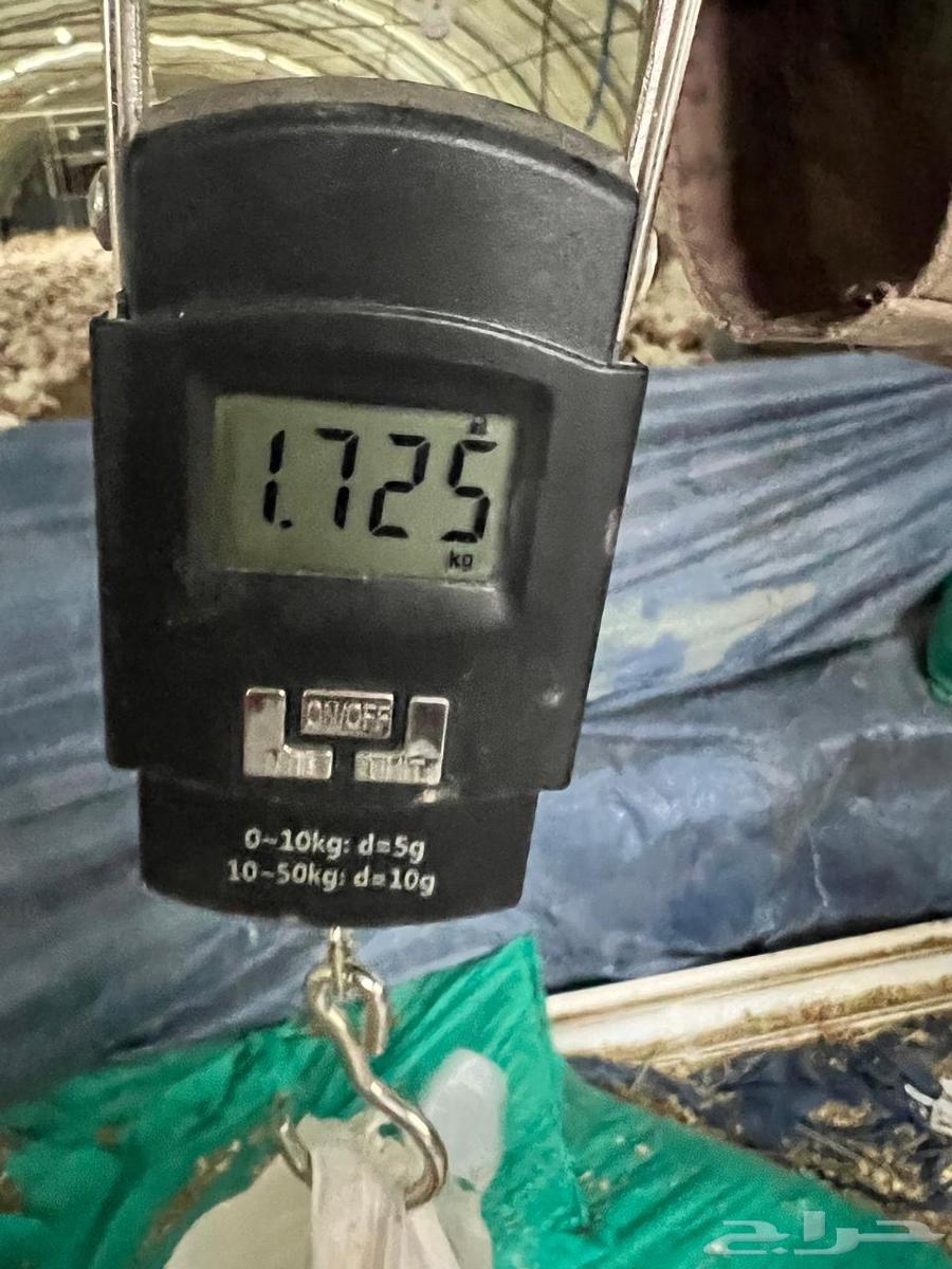 دجاج لاحم للبيع الموقع الخرج التواصل وتس64376944785923111