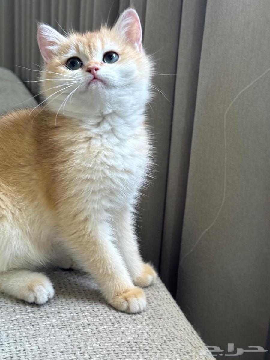 كيتن ( أنثى ) بريتش بيور للبيع مستوى بطل64372419838083112