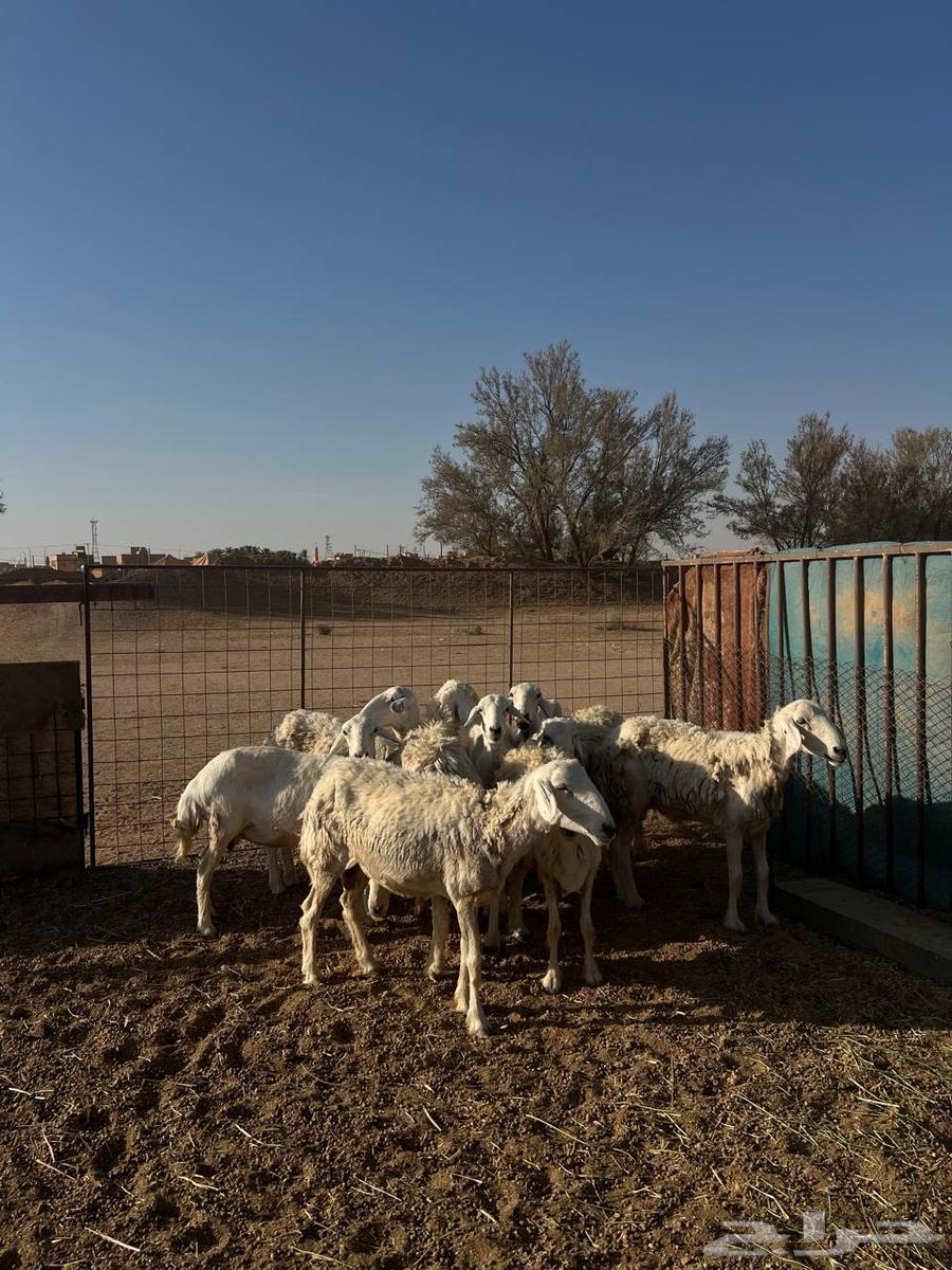 Life of Freedoms Issue 1064369367188227112