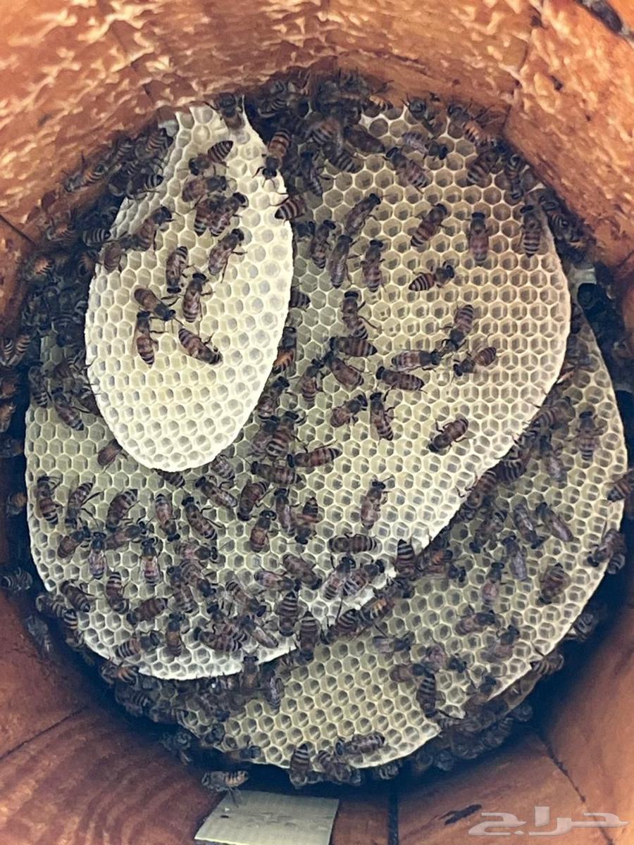 Local bees for sale, new combs and frame combs64365865357953110