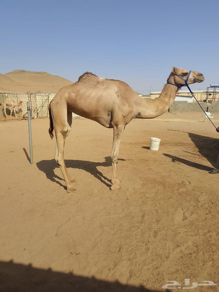 بكره سابقه للبيع64367245680641111