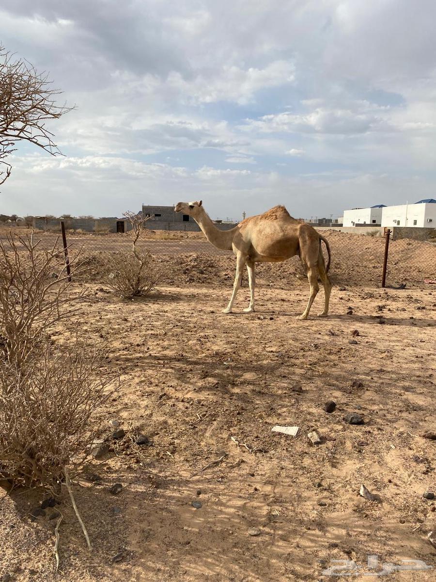 نياق للبيع64377167591683112