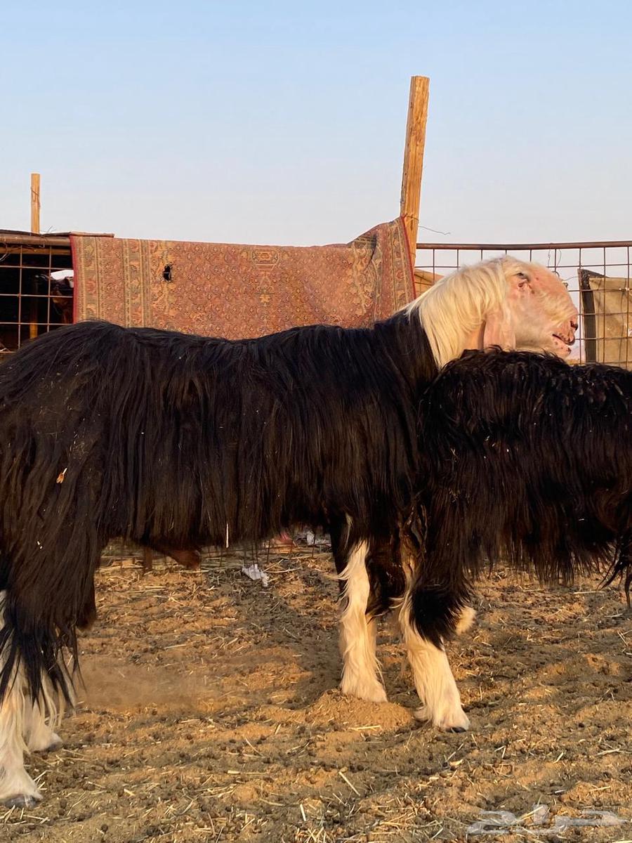 للبيع فحل نجدي64374082931715114