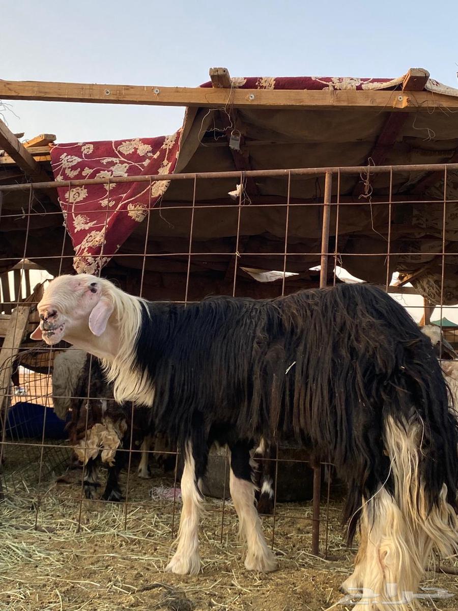 للبيع فحل نجدي64374082931715113