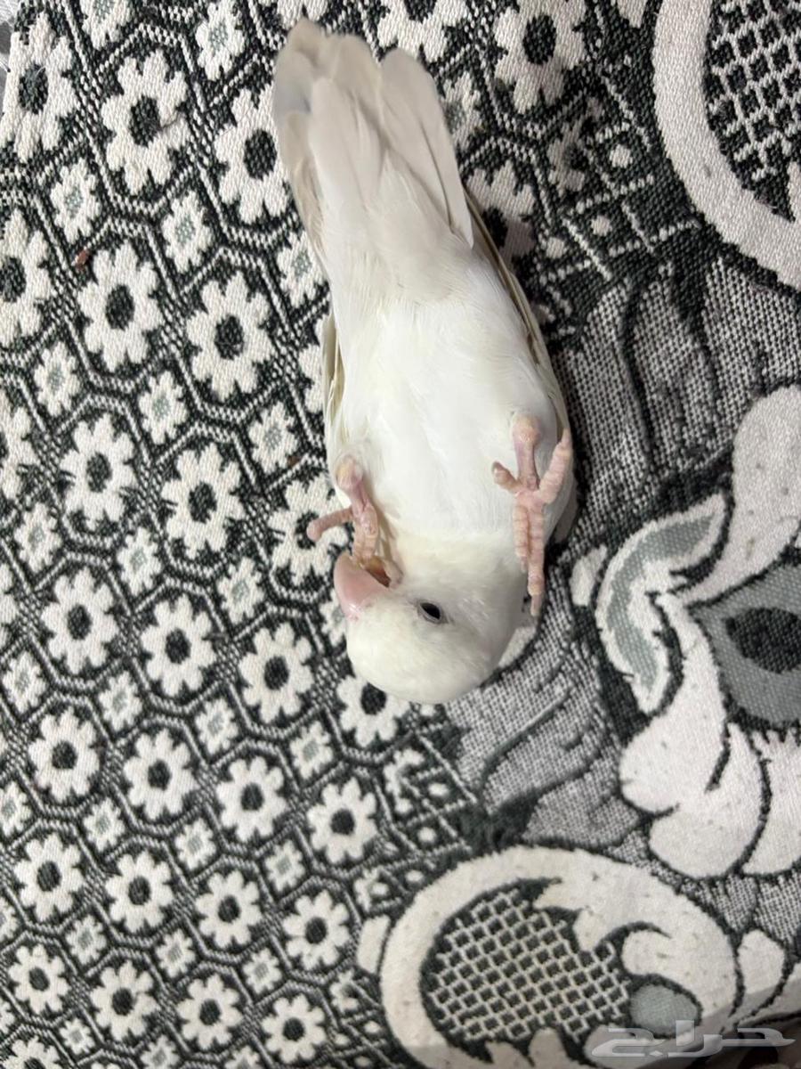 جوز روز للبيع64374773593730110