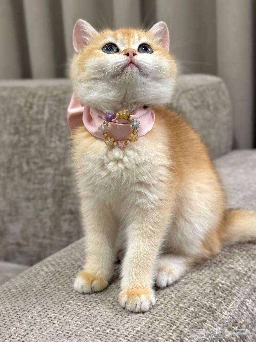 كيتن ( أنثى ) بريتش بيور للبيع مستوى بطل64372419838083110