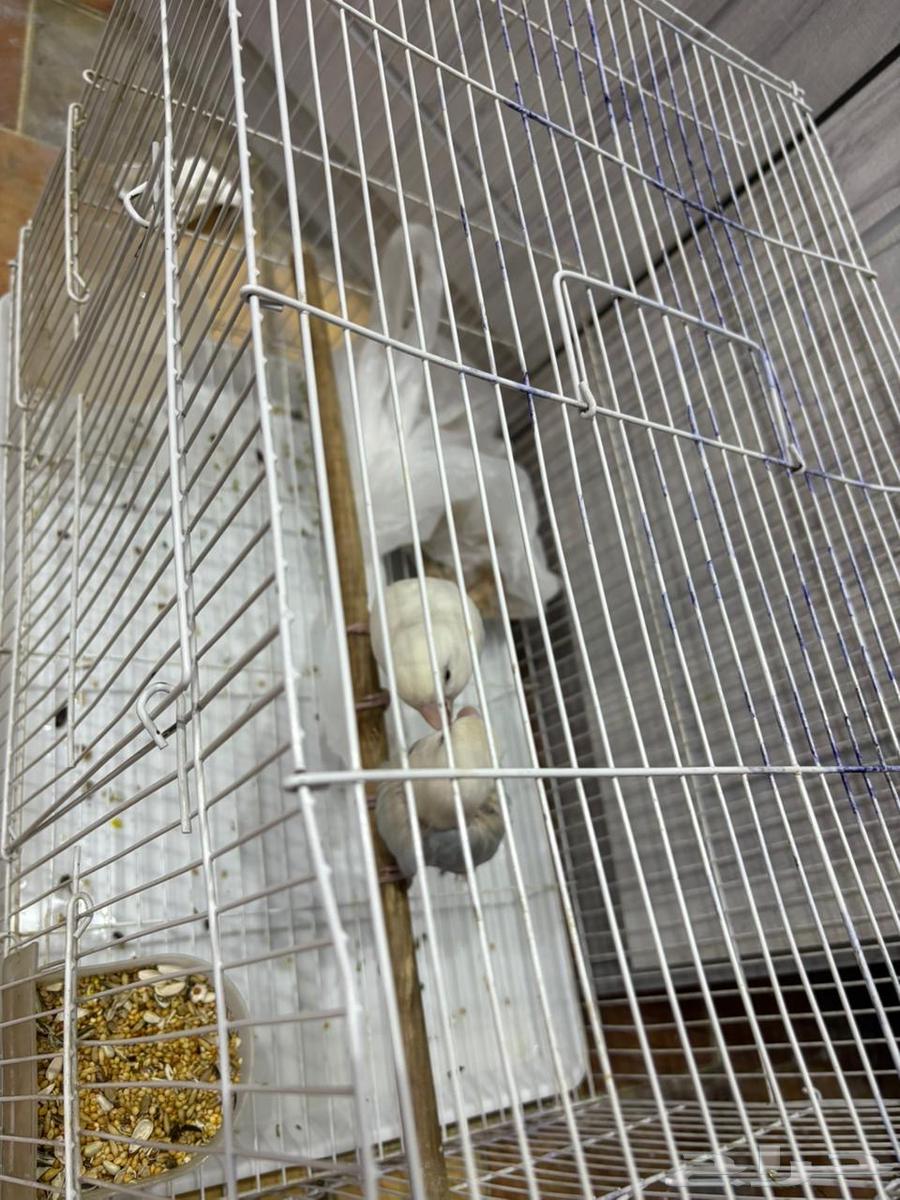 جوز روز للبيع64374773593730113