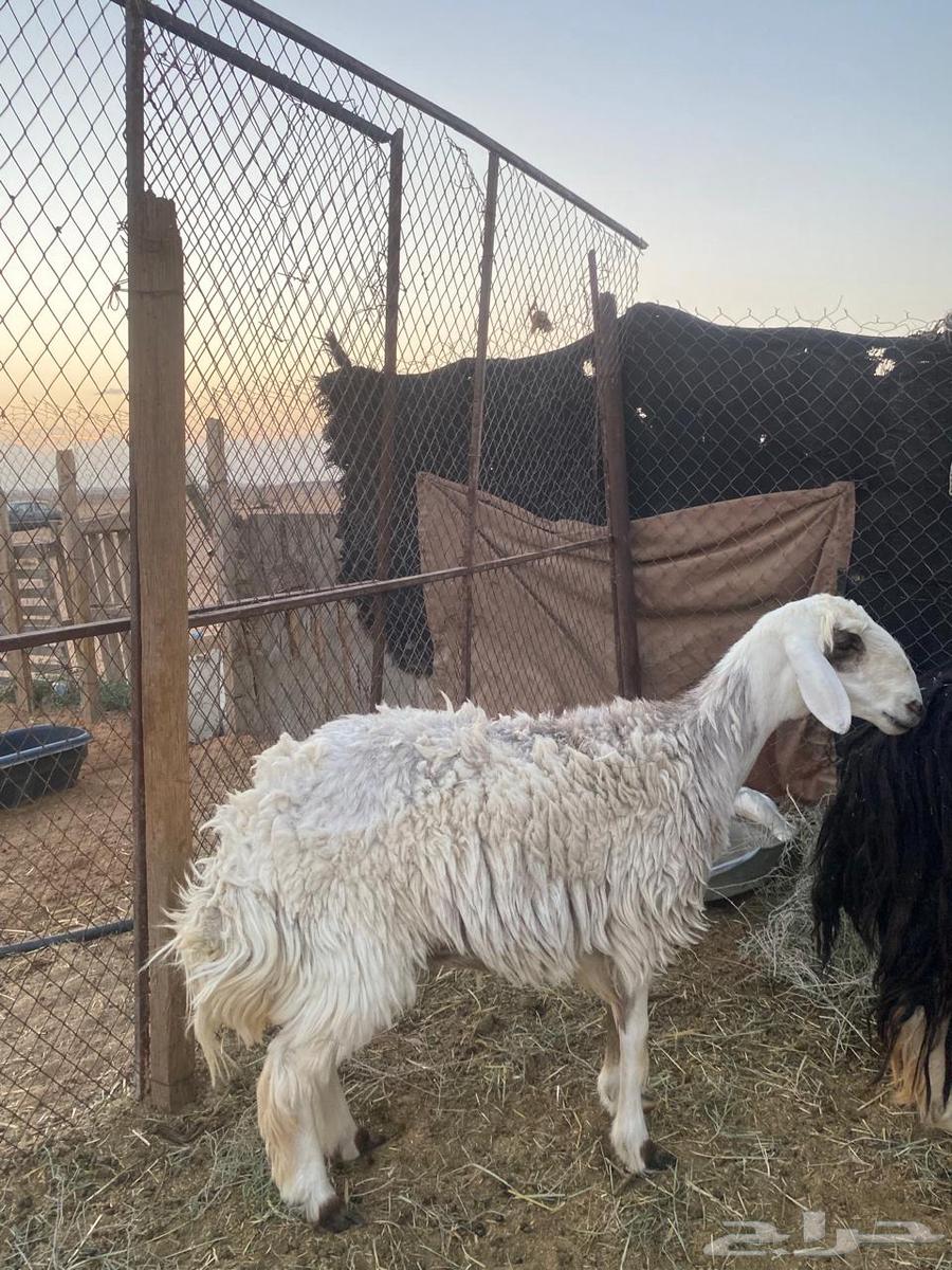 شاه للبيع64374466315394110