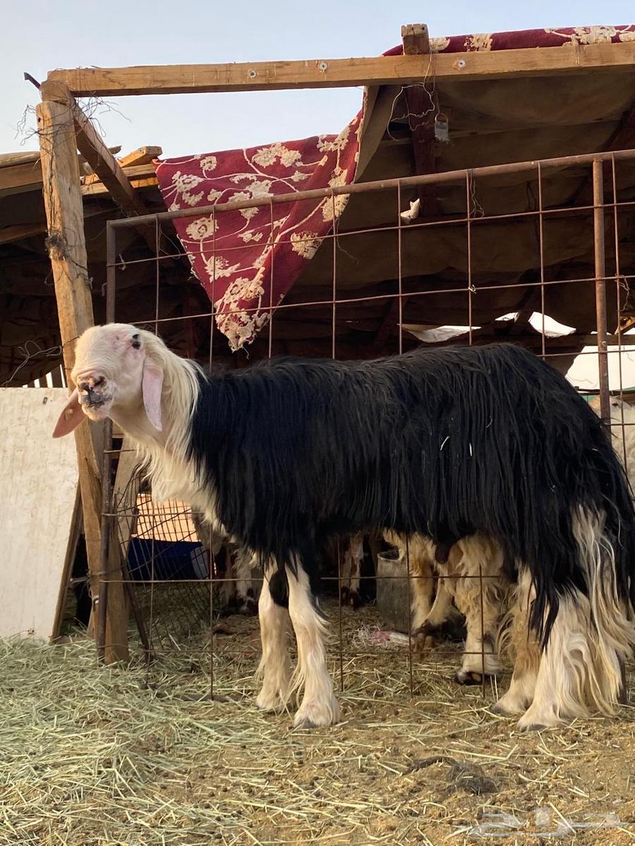 للبيع فحل نجدي64374082931715112