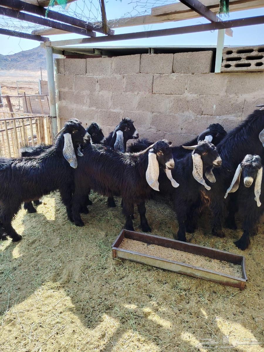 تيوس للبيع64374126973698112