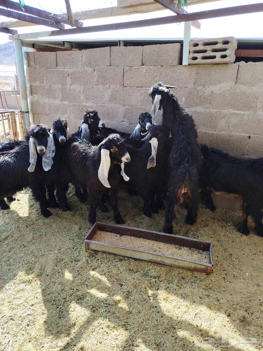 تيوس للبيع64374126973698110