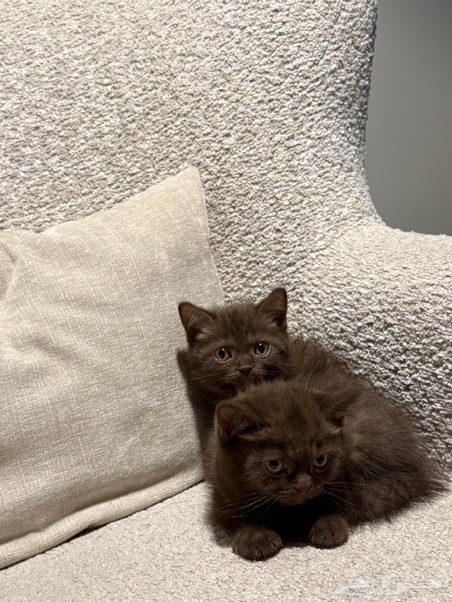 للبيع كيتن سكوتش بأسعار مناسبه64366278240130113