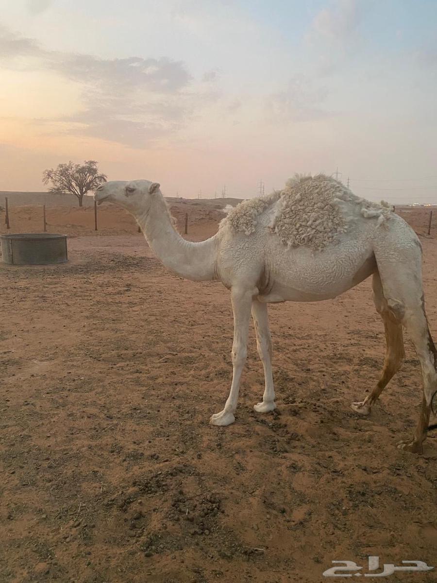 بكرة عفراء مفرودة64365836072194110