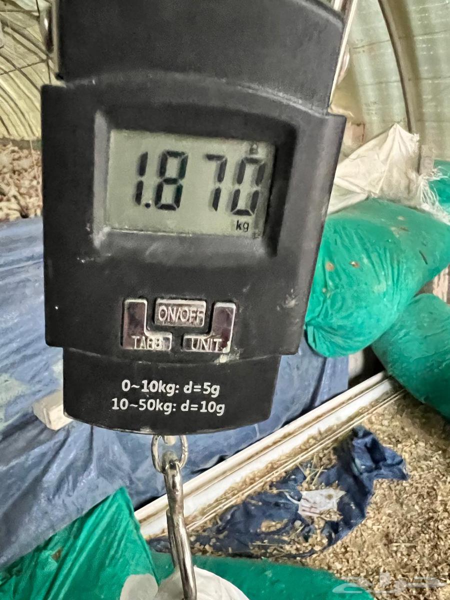 دجاج لاحم للبيع الموقع الخرج التواصل وتس64376944785923112