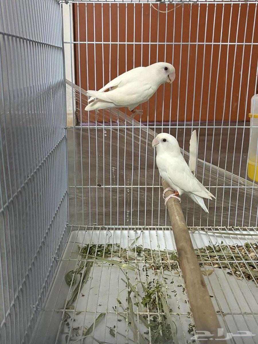 ازواج روز البينو منتجه64371847454210112