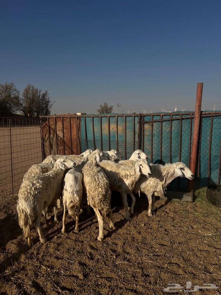 Life of Freedoms Issue 1064369367188227111