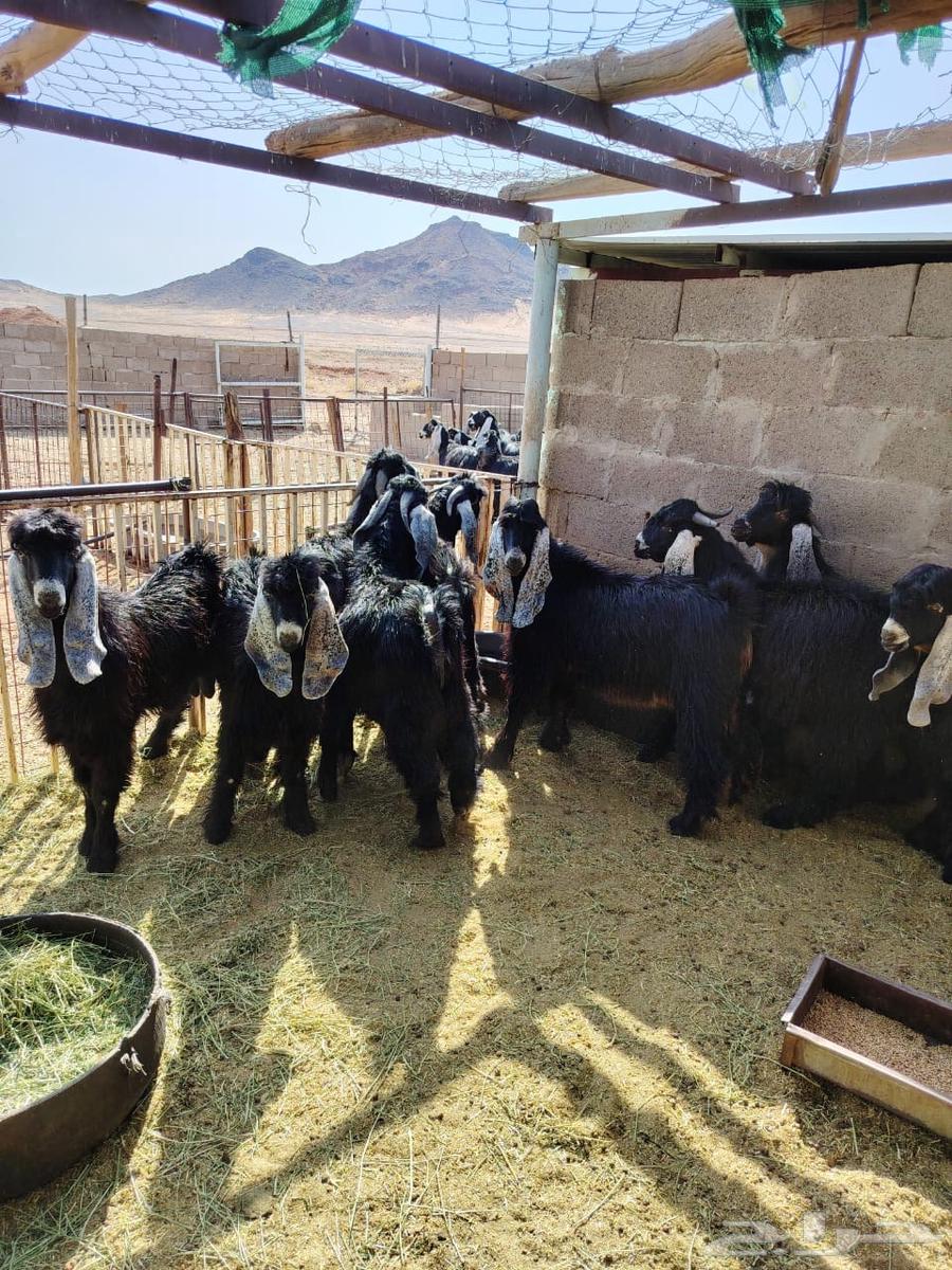 تيوس للبيع64374126973698114