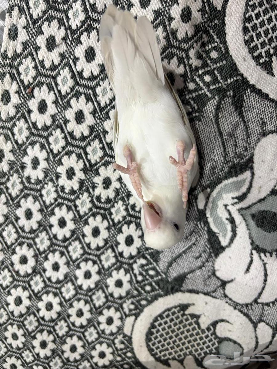 جوز روز للبيع64374773593730112