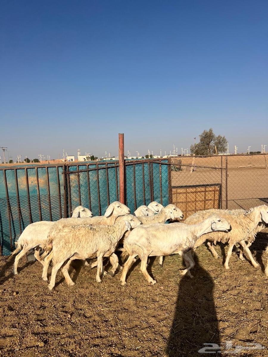 Life of Freedoms Issue 1064369367188227110