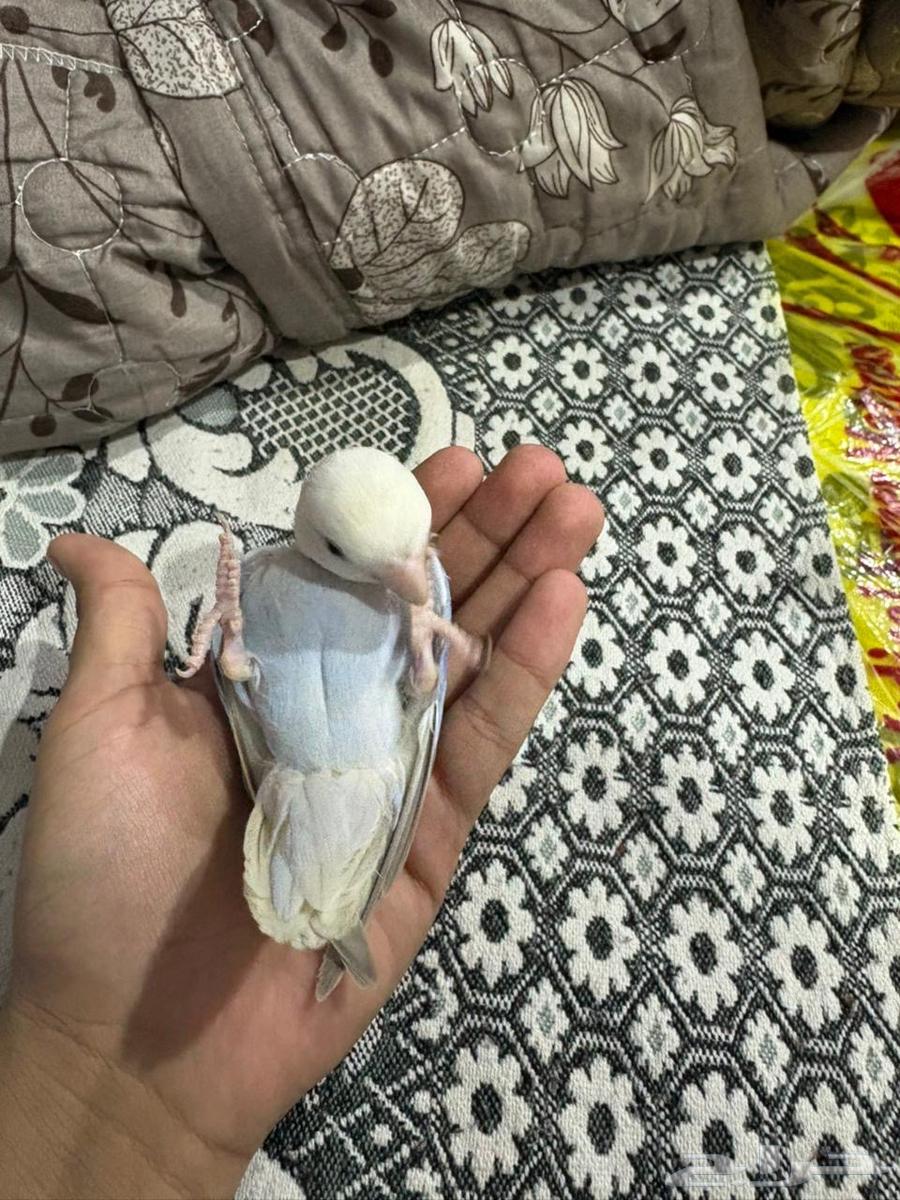 جوز روز للبيع64374773593730111