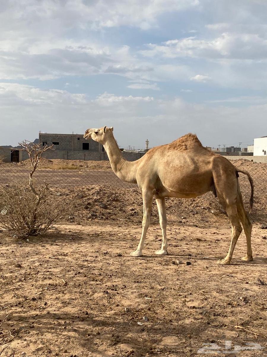 نياق للبيع64377167591683111