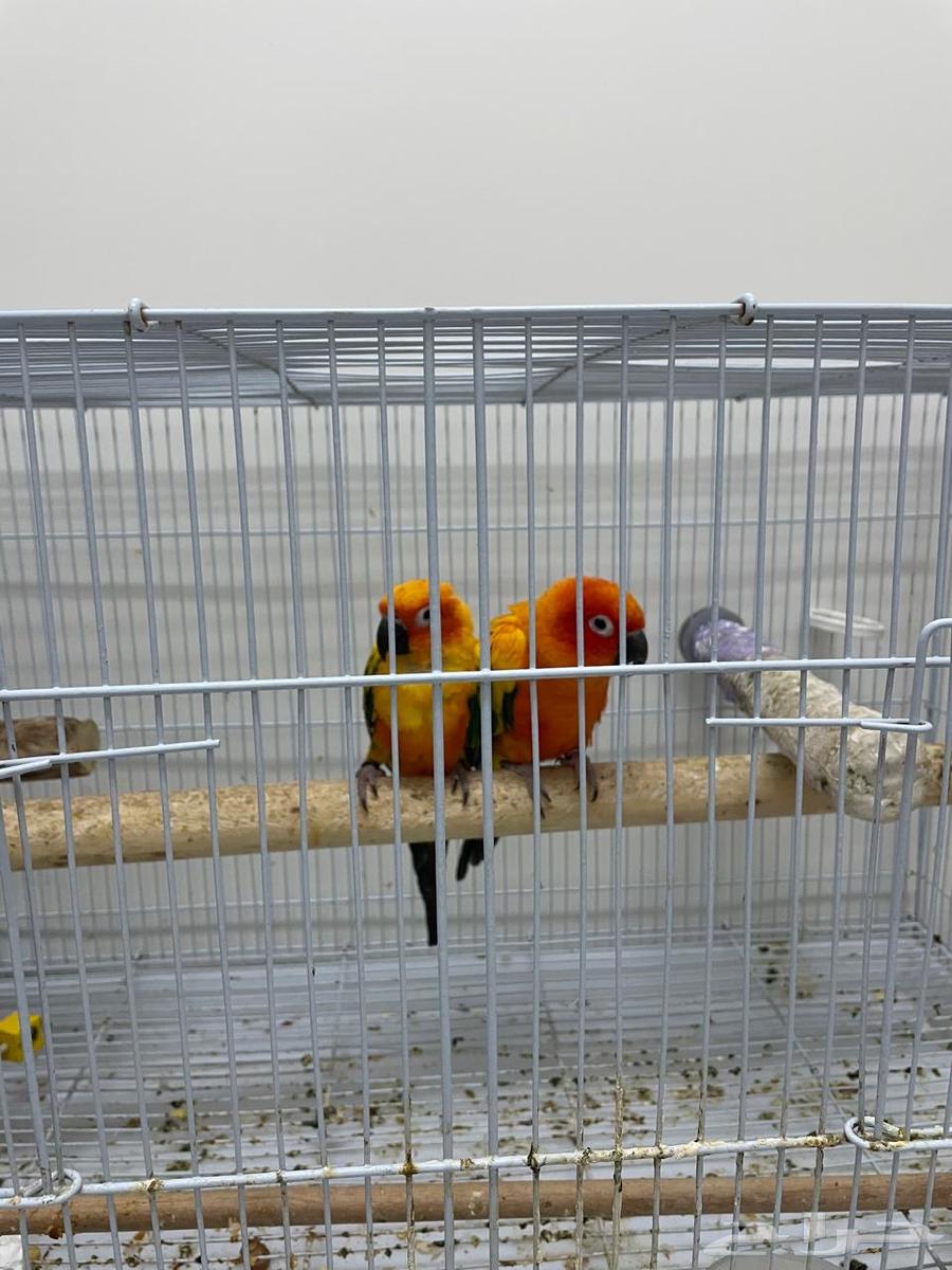 صن كنيور64374451761667110