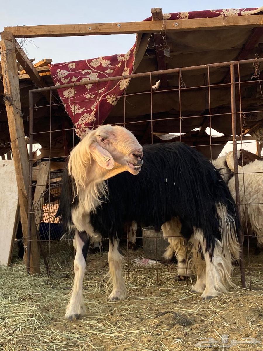 للبيع فحل نجدي64374082931715111