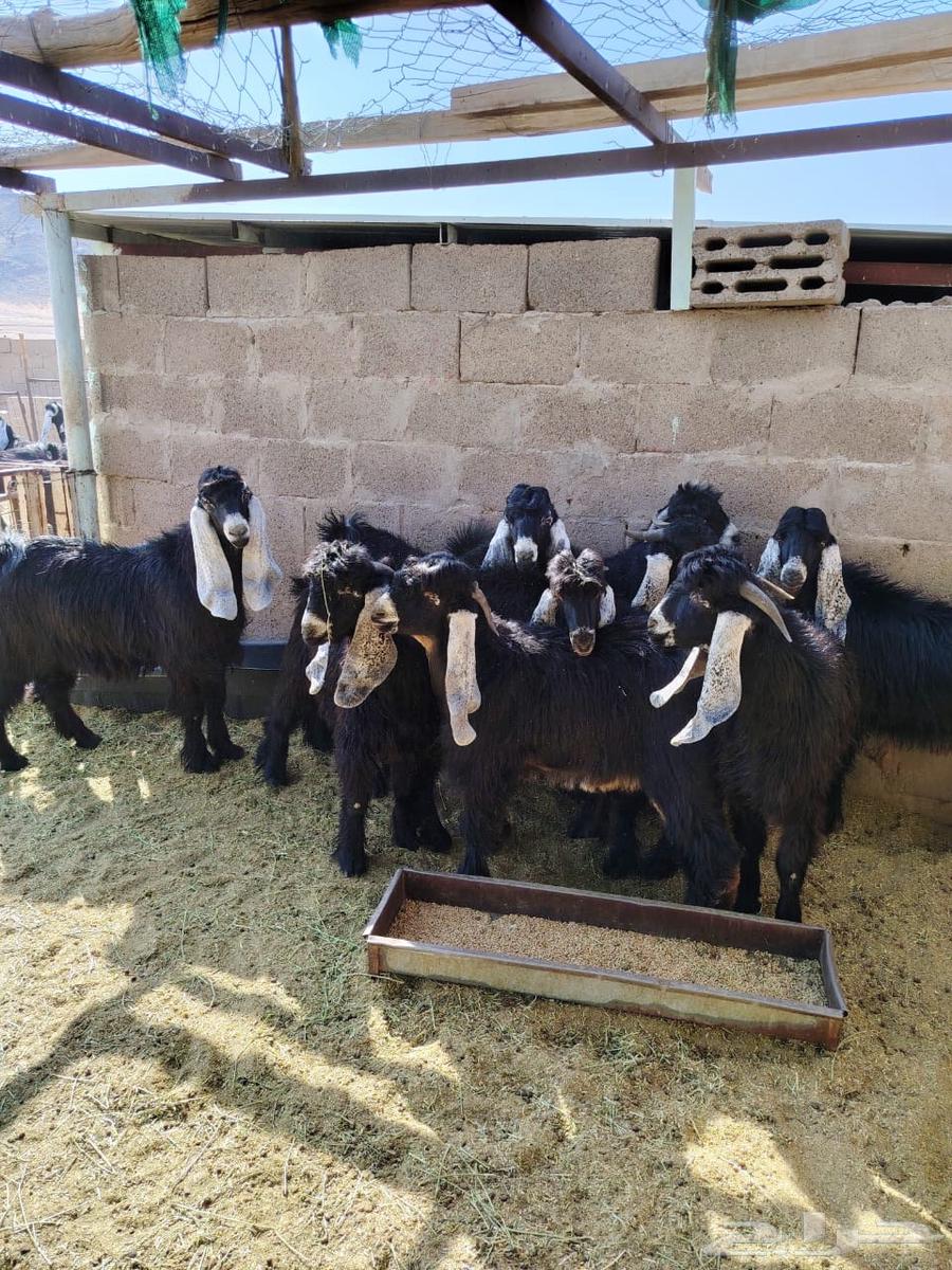 تيوس للبيع64374126973698113