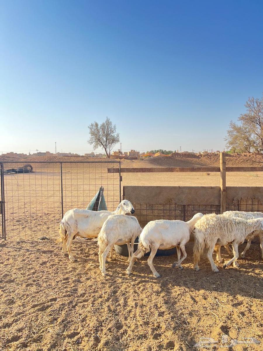 Life of Freedoms Issue 1064369367188227114