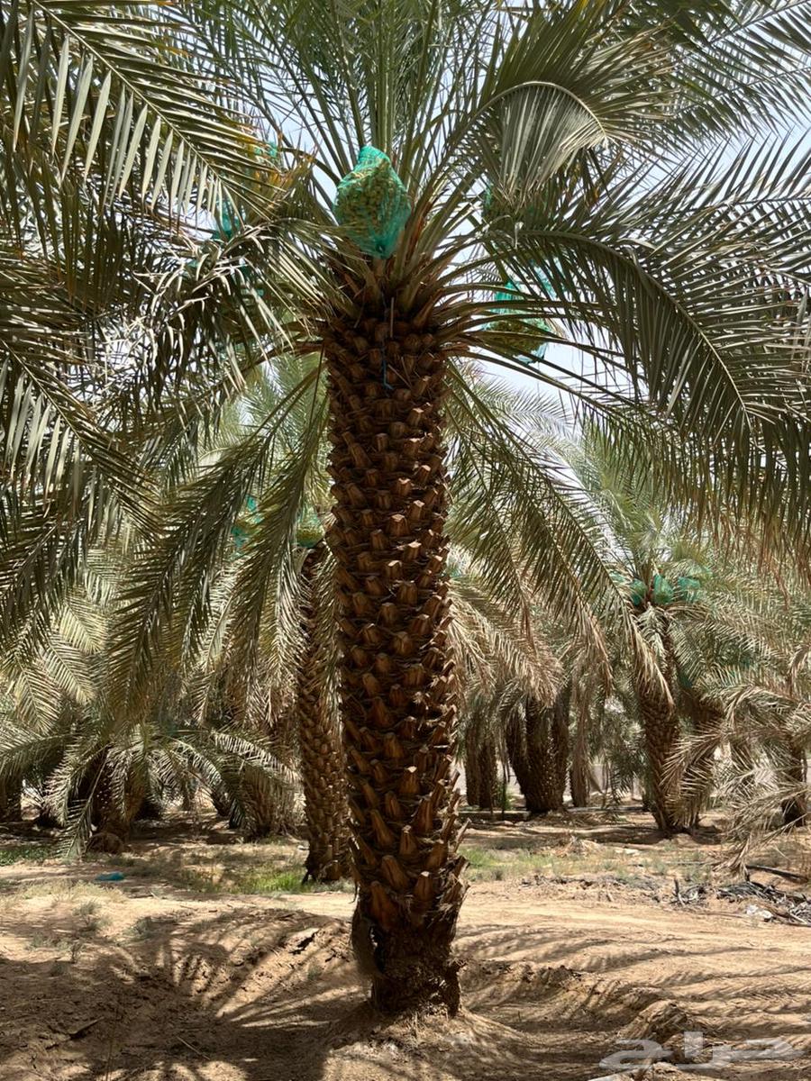 نخيل عربي طوال64376362653058111