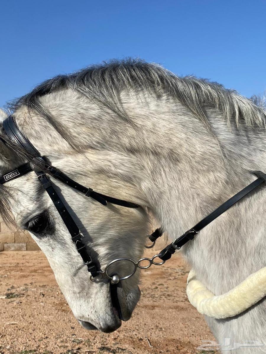 حصان شعبي للبيع64376705519235111