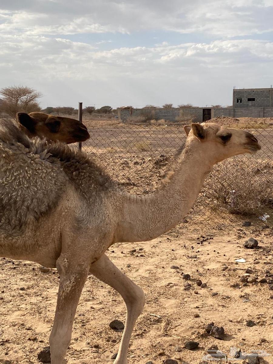 نياق للبيع64377167591683113