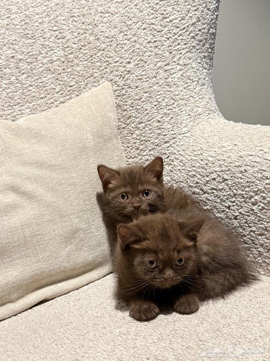 للبيع كيتن سكوتش بأسعار مناسبه64366278240130114