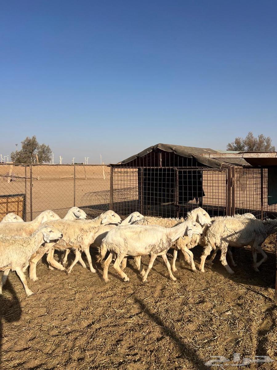 Life of Freedoms Issue 1064369367188227113