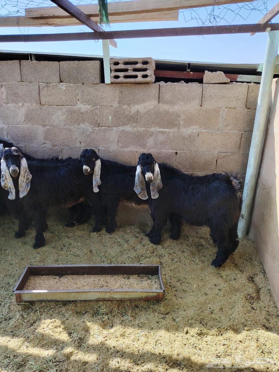 تيوس للبيع64374126973698111