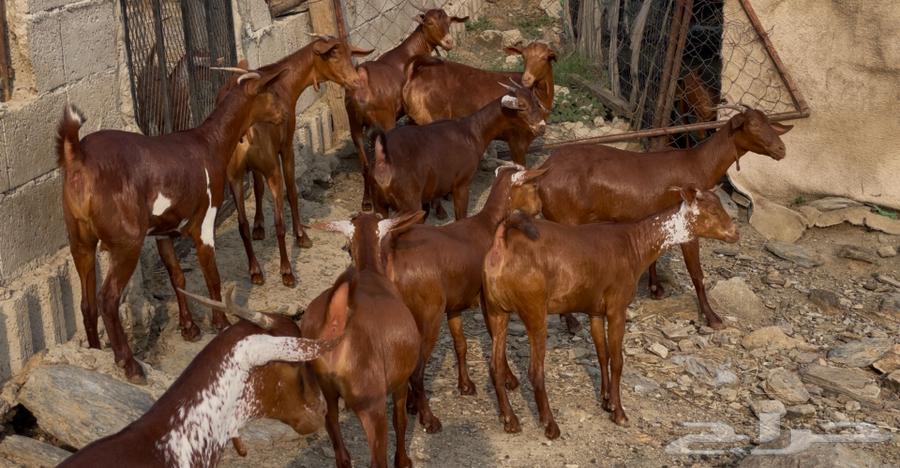 Goats, ten of the finest quality, God has willed, the sale is complete64371307059841114
