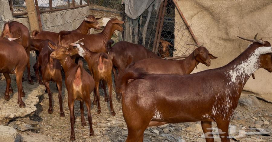 Goats, ten of the finest quality, God has willed, the sale is complete64371307059841113