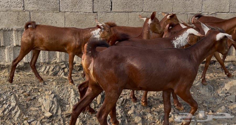 Goats, ten of the finest quality, God has willed, the sale is complete64371307059841111