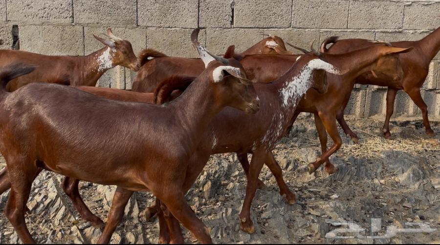 Goats, ten of the finest quality, God has willed, the sale is complete64371307059841112