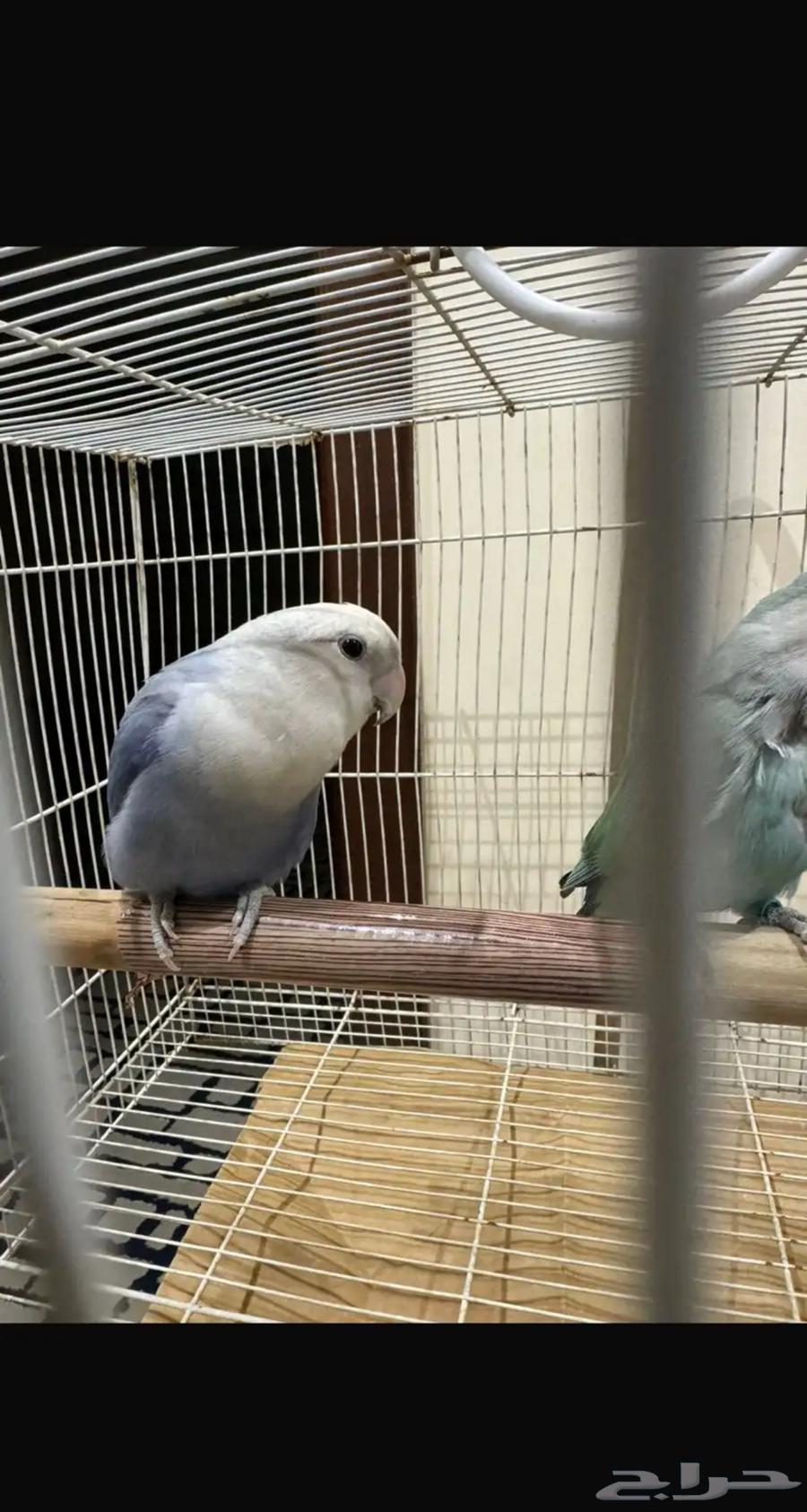 My daily pair64374349157506110